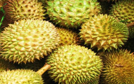 manfaat buah durian