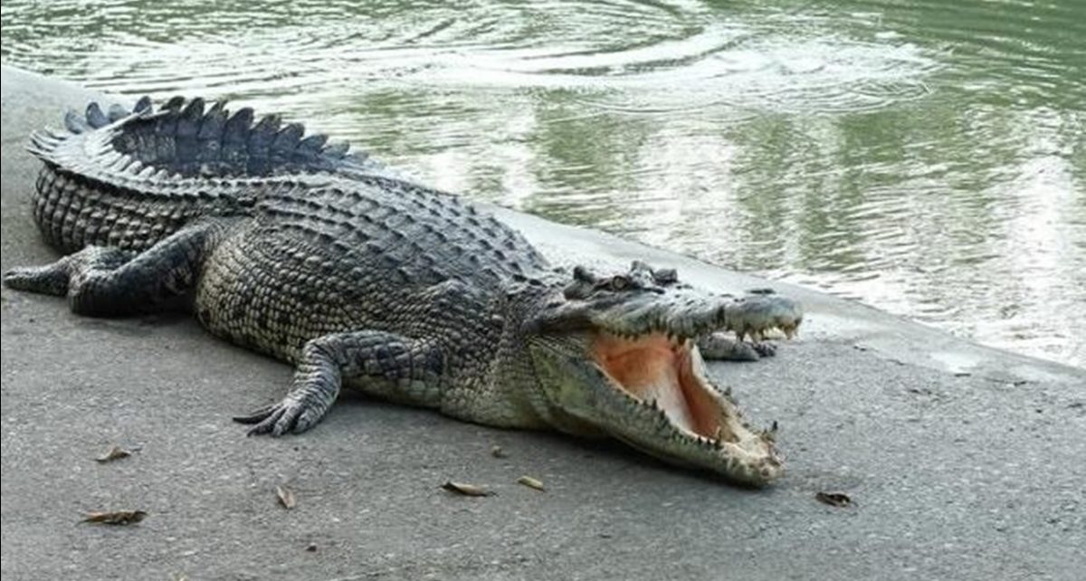 2 Buaya Nusakambangan Bikin Heboh Emak-Emak di Perahu