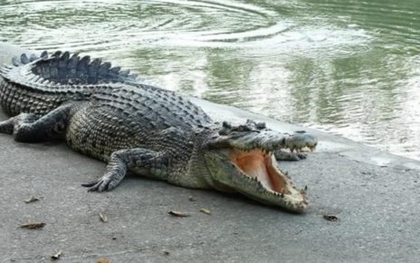 2 Buaya Nusakambangan Bikin Heboh Emak-Emak di Perahu