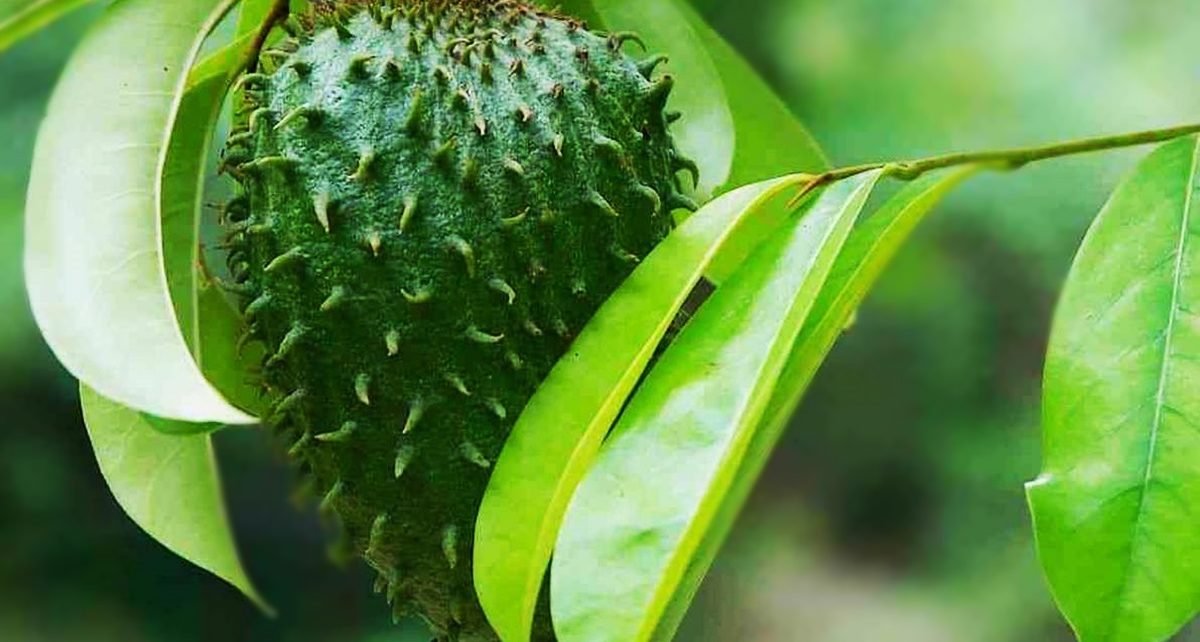 Tidak Hanya Buahnya,Daun Tanaman Sirsak Memiliki Manfaat Luar Biasa.