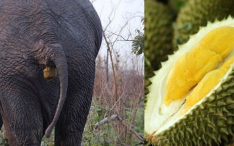 Durian Tahi Gajah yang Jadi Buruan