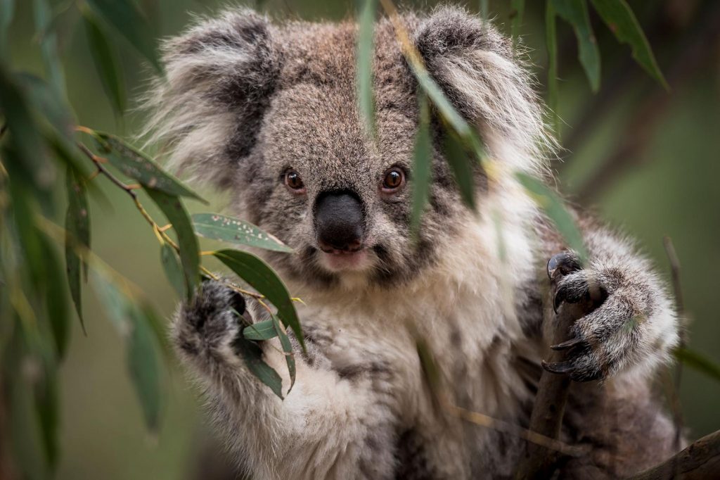 Koala-itu-imut