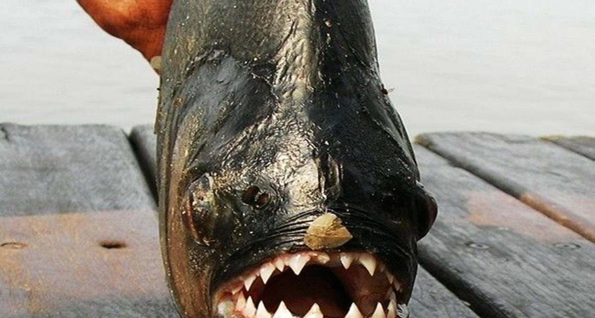 Black Piranha Ikan Paling Mematikan