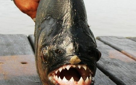 Black Piranha Ikan Paling Mematikan