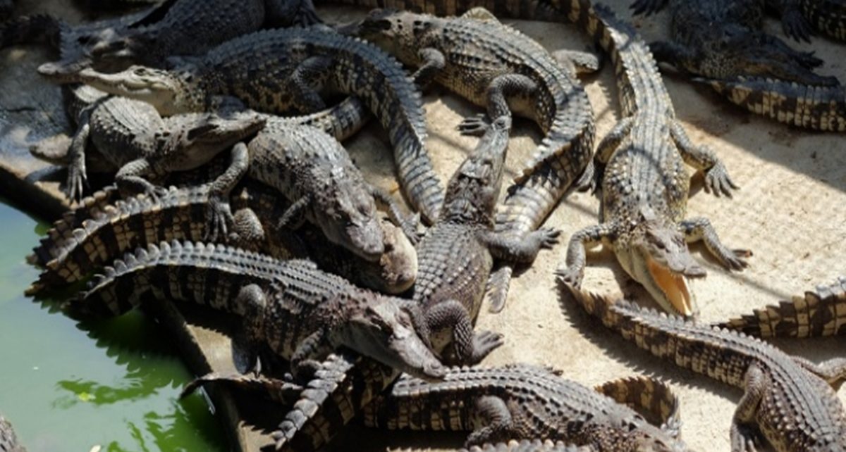 Buaya Rebutan Mangsa Pemuda Mabuk