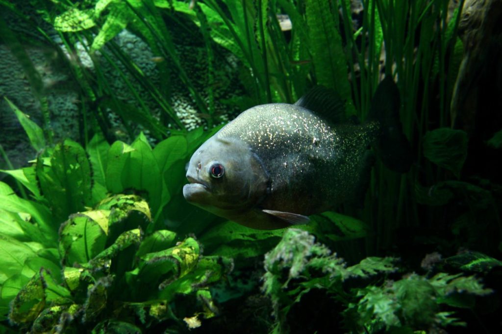 Black Piranha Ikan Paling Mematikan