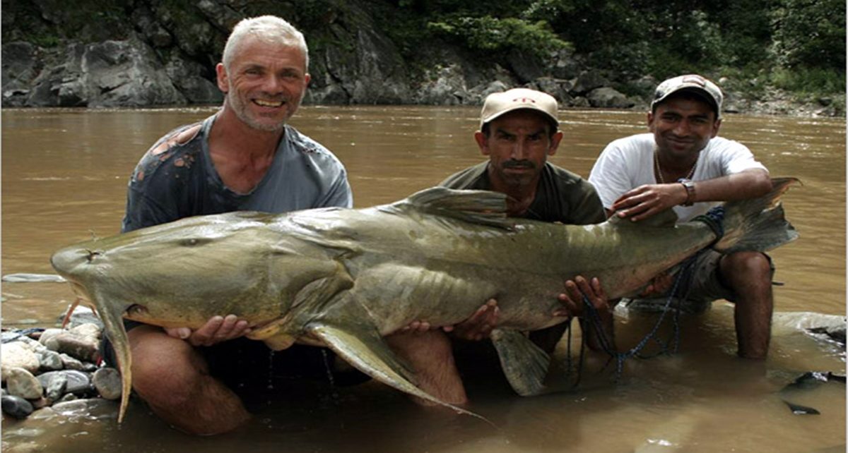 Goonch Catfish, Lele Mutan Pemangsa Manusia