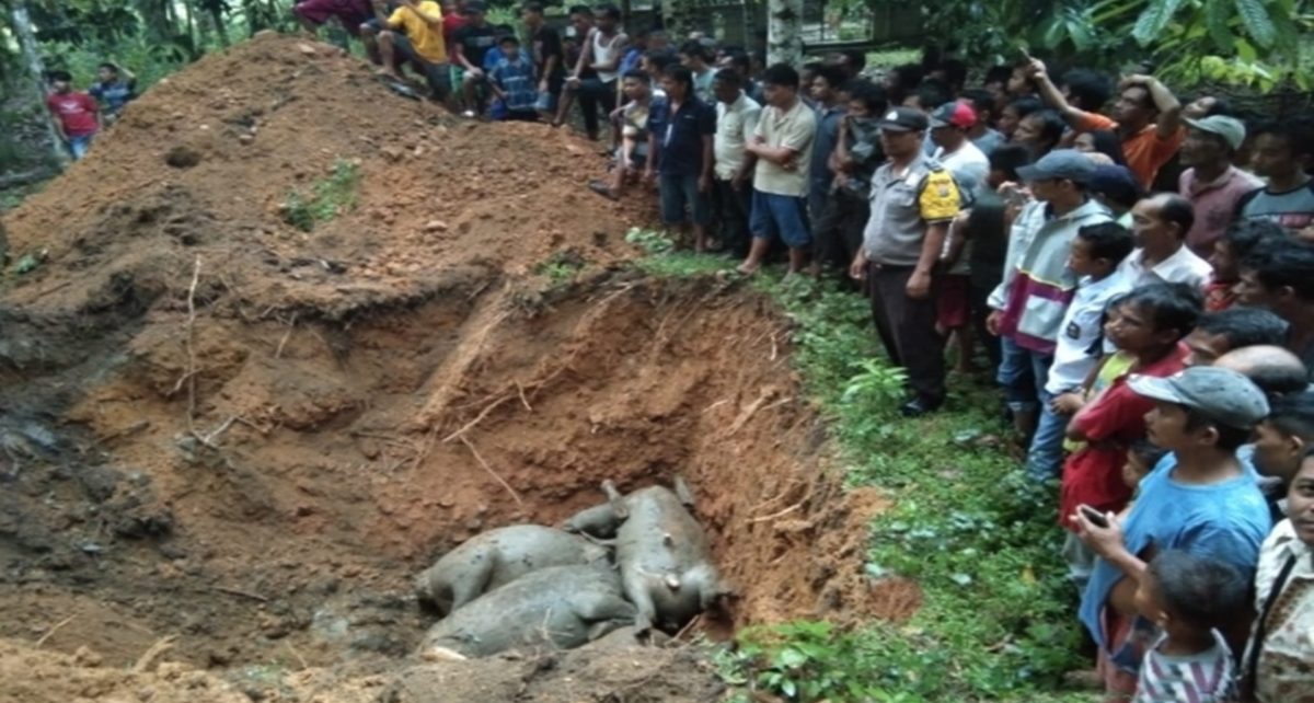 Ratusan Warga Saksikan 19 Kerbau Mati