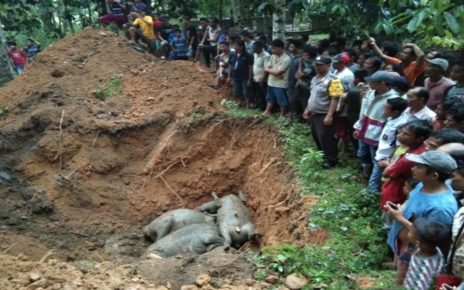 Ratusan Warga Saksikan 19 Kerbau Mati