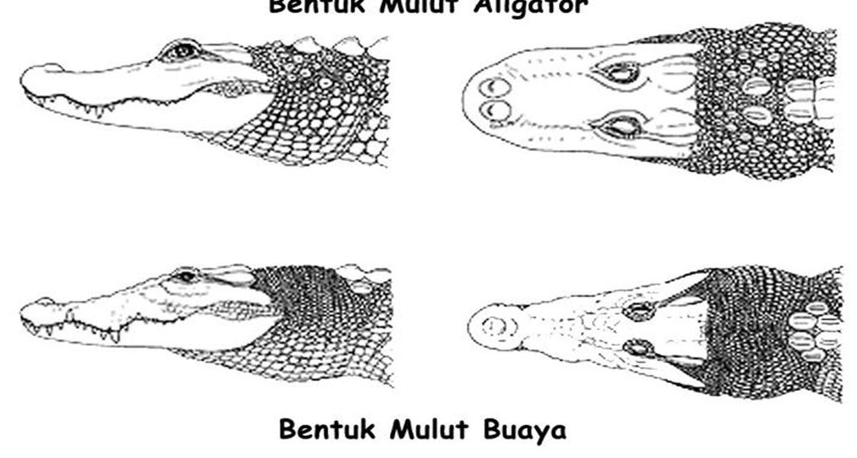 7 Perbedaan Buaya dengan Aligator