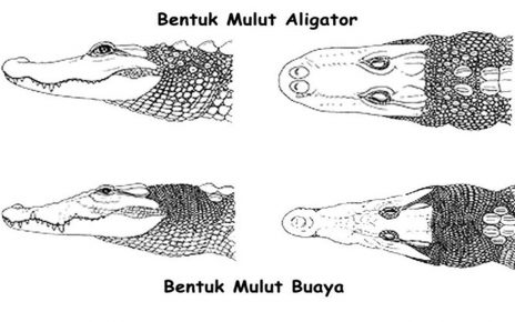 7 Perbedaan Buaya dengan Aligator