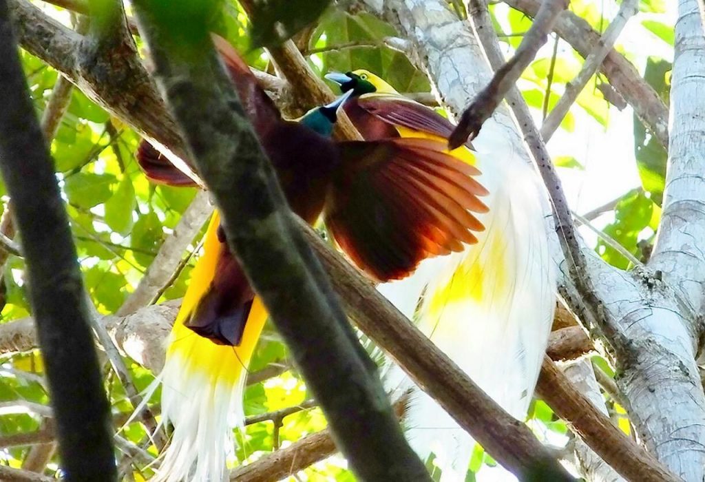 Di Papua barat