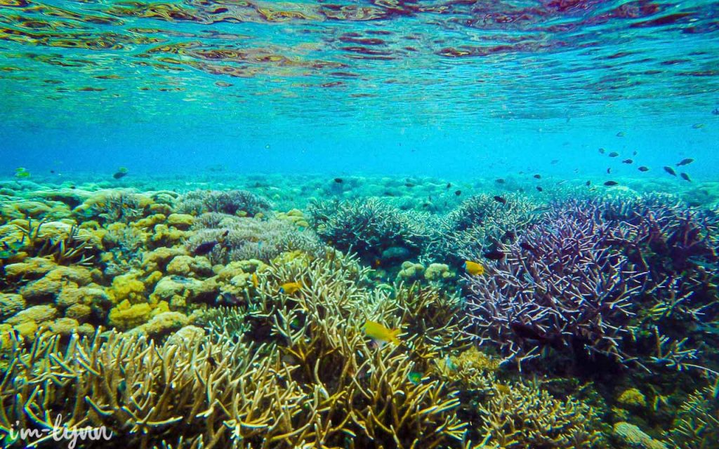 Surga Bawah Laut Adalah Raja Ampat