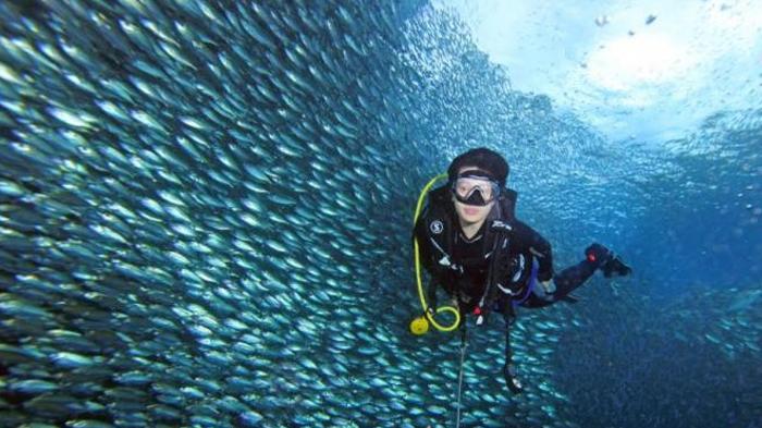 Surga Bawah Laut Adalah Raja Ampat