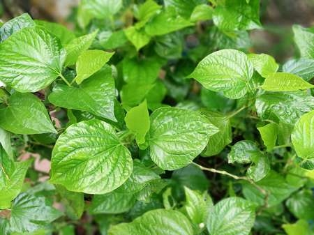 10 Manfaat Daun Sirih untuk Kesehatan Tubuh