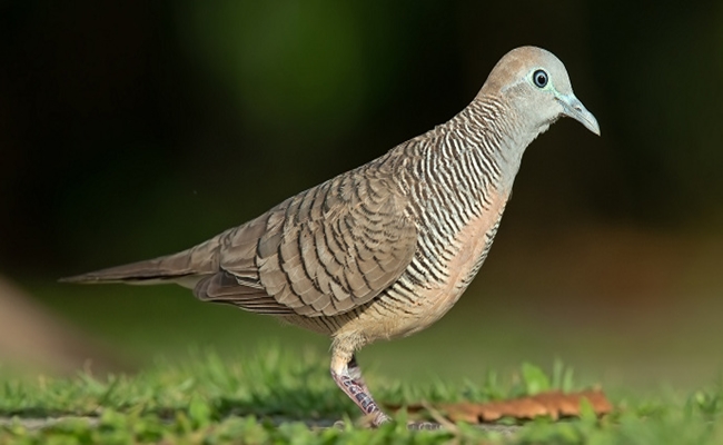 5 Mitos Tentang Burung Dan Pertandanya