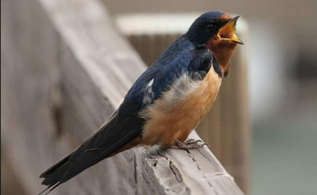 5 Mitos Tentang Burung Dan Pertandanya