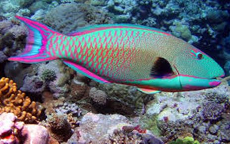 Ikan Paling Cantik di Muka Bumi