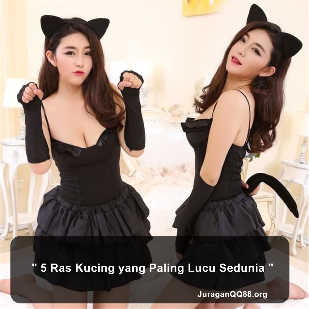 5 Ras Kucing yang Paling Lucu Sedunia