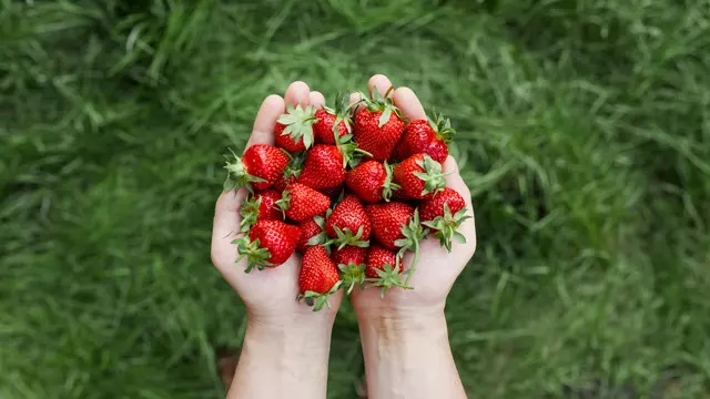 Manfaat Strawberry untuk Kesehatan dan Kecantikan