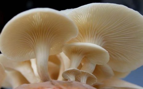 7 Manfaat Jamur Shiitake Bagi Kesehatan Tubuh