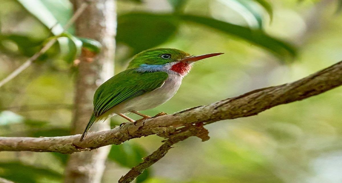 Burung Berwarna Cantik dan Menggemaskan