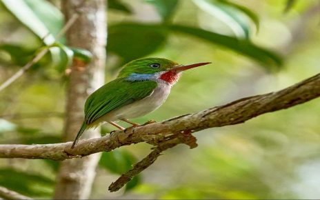 Burung Berwarna Cantik dan Menggemaskan