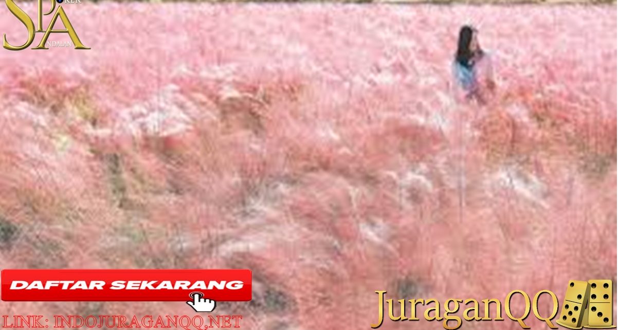 6 Tempat untuk Melihat Rumput Pink Muhly di Korea, Selain Haneul Park