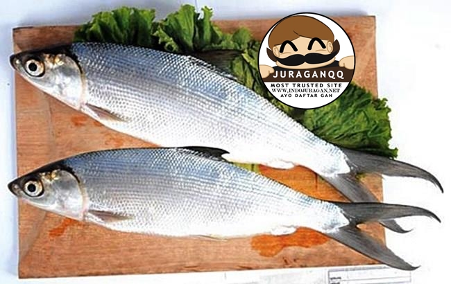 Ikan Bandeng yang Tak Disangka-Sangka