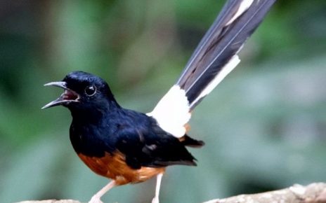 Jenis Burung Kicau Termahal di Indonesia