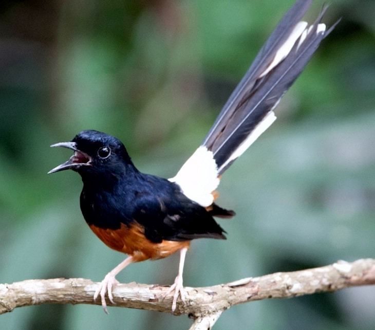 Jenis Burung Kicau Termahal di Indonesia