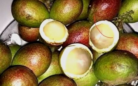 Manfaat Buah Matoa Bagi Tubuh