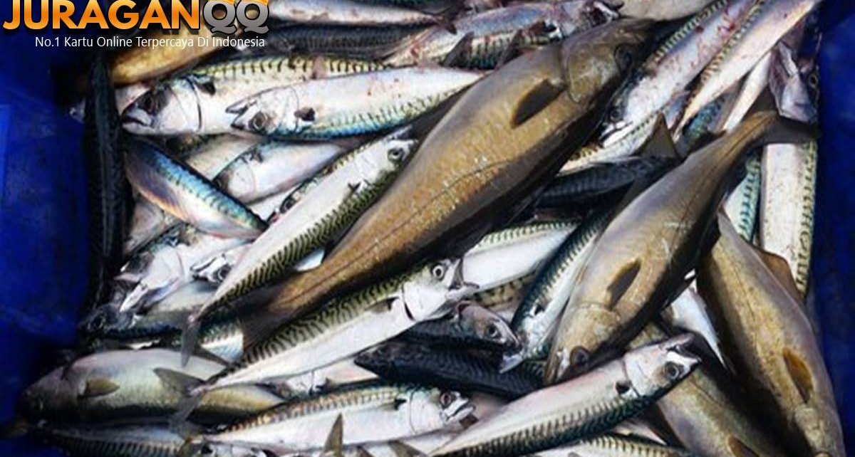 5 Fakta Kesehatan Ikan Makerel, Banyak Manfaatnya!