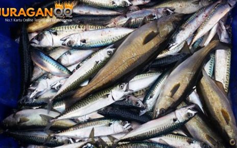 5 Fakta Kesehatan Ikan Makerel, Banyak Manfaatnya!