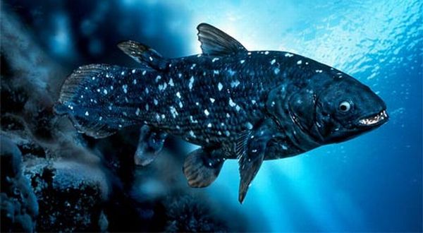 Ikan Purba Dari Zaman Dinosaurus Usianya Bisa Sampai Seabad