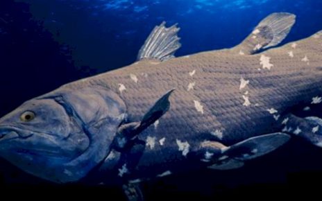 Ikan Purba Dari Zaman Dinosaurus Usianya Bisa Sampai Seabad