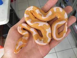 Lavender Albino Clown Ball Python.... - The Reptile Report | فيسبوك