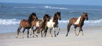 Assateague's Wild Horses - Assateague Island National Seashore (U.S. National  Park Service)