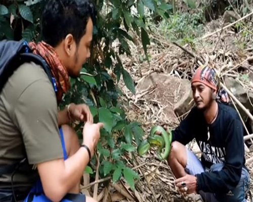 Panji Petualang Temukan Ular Besar Di Gunung