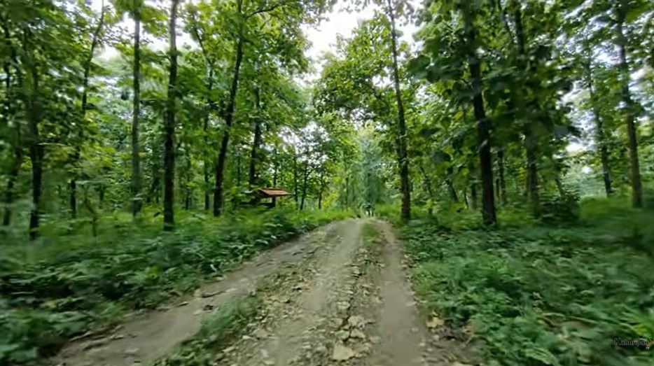 Kampung Tersembunyi di Tengah Hutan Lamongan