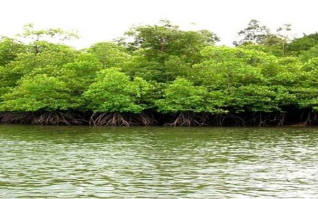 Manfaat Hutan Mangrove Bagi Lingkungan