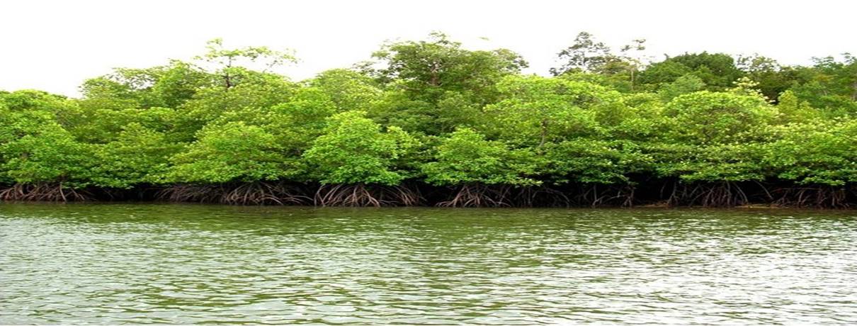 Manfaat Hutan Mangrove Bagi Lingkungan