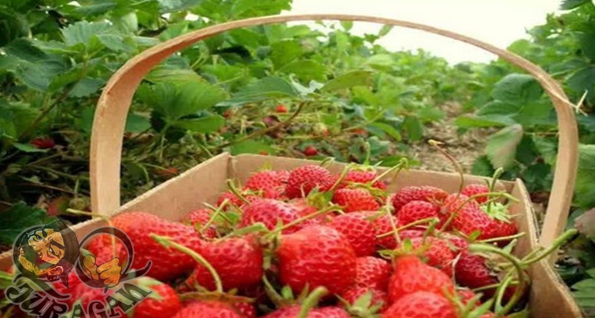 6 Kebun Stroberi di Bedugul Bali, Buah Unggulan yang Segar dan Ranum