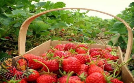 6 Kebun Stroberi di Bedugul Bali, Buah Unggulan yang Segar dan Ranum