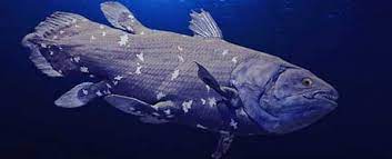 Hewan Purba Coelacanth 