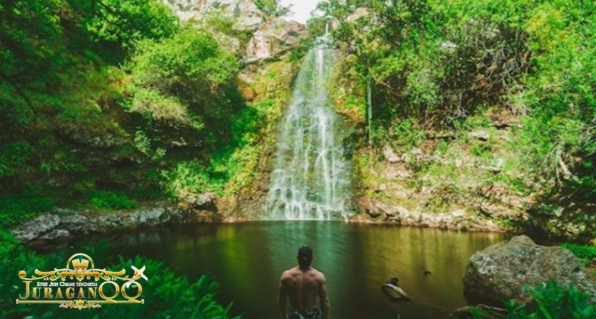 Rekomendasi Terapi Mandi Hutan di Jepang