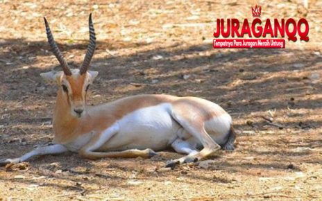 5 Hewan Unik yang Hidup di Iran, Ada Kambing Langka!