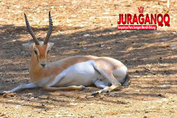 5 Hewan Unik yang Hidup di Iran, Ada Kambing Langka!