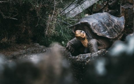 5 Hewan Endemik Kepulauan Galapagos, Ada Hewan Tertua di Daratan