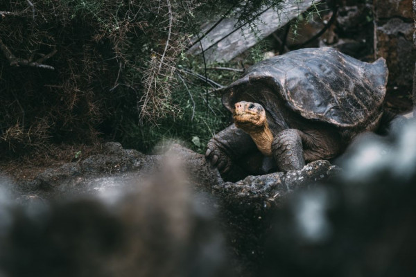 5 Hewan Endemik Kepulauan Galapagos, Ada Hewan Tertua di Daratan